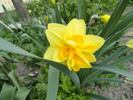 Tulipán 8