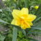 Tulipán 8