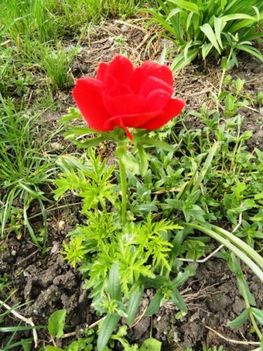Tulipán 8