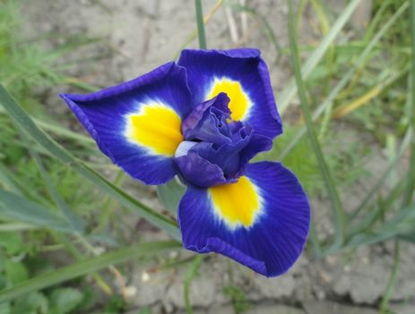 Tulipán 8