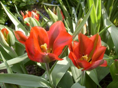 Tulipán 8