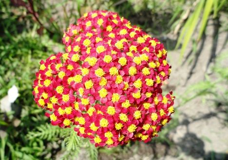 Tulipán 8