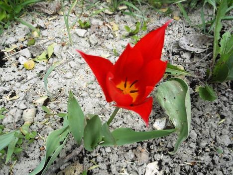 Tulipán 9
