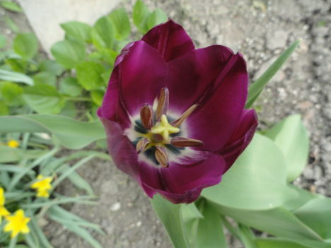 Tulipán 9