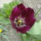 Tulipán 9