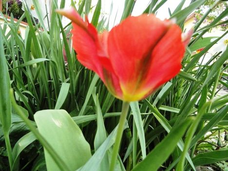 Tulipán 9