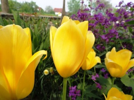 Tulipán 9