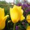 Tulipán 9