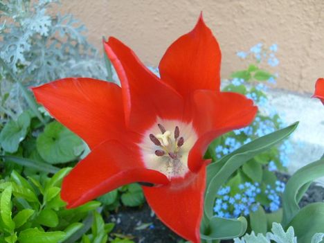 Tulipán 9