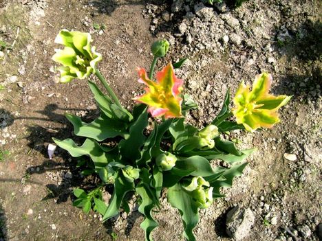 Tulipán 9