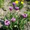 Tulipán   ;  Tulipa  Triumph   Fontainebleau      26
