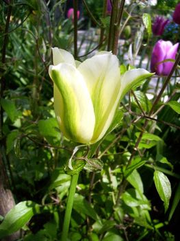 Tulipán  ;   Tulipa Humming  Bird    Viridiflora    43