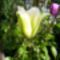 Tulipán  ;   Tulipa Humming  Bird    Viridiflora    43