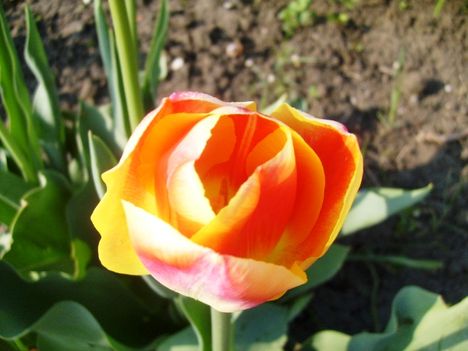 Tulipán  ;  Tulipa  Bodyguard      3