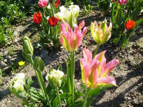 Tulipán ;   Tulipa  Groenland     33
