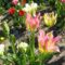 Tulipán ;   Tulipa  Groenland     33