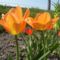 Tulipán  ;  Tulipa Blushing  Apeldoorn     2
