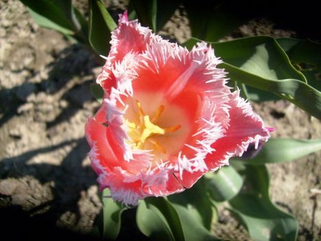 Tulipán ;   Tulpe  Crispa       37