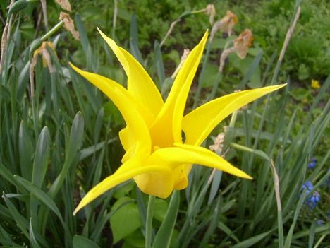 Tulipán  ;  Tulpen  Lilienblütige      45