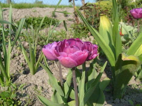 Tulipán  , Tulipa  Blue  Diamond    25