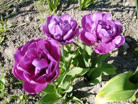 Tulipán ,  Tulipa  Blue  Diamond      2