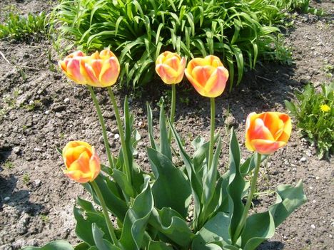 Tulipán ;  Tulipa  Bodyguard    30