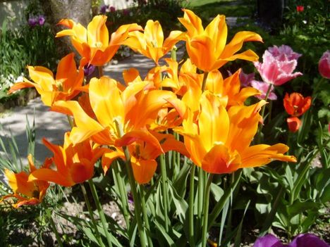 Tulipán ;  Tulipa  Fosteriana  Orange  Emperor    29