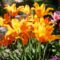 Tulipán ;  Tulipa  Fosteriana  Orange  Emperor    29