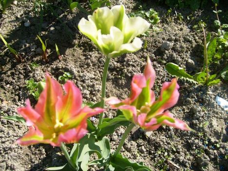 Tulipán ;  Tulipa  Groenland    19