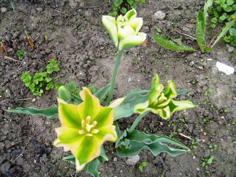 Tulipán ;  Tulipa  Groenland    5