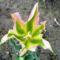 Tulipán ;  tulipa  Groenland     13