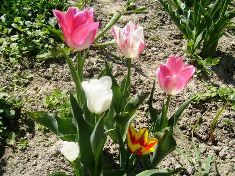 Tulipán ;  Tulipa  Magic     32