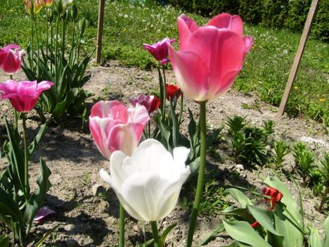 Tulipán ,  Tulipa  Magic           34