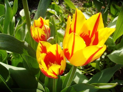 Tulipán ;  Tulipa  Mona  lisa    40