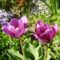 Tulipán ;  Tulipa  Negrita               10
