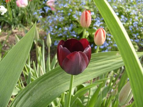 Tulipán ;  Tulipa  Queen  of  Night     35