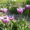 Tulipán ;  Tulipa  Triumph  Fontainebleau     33