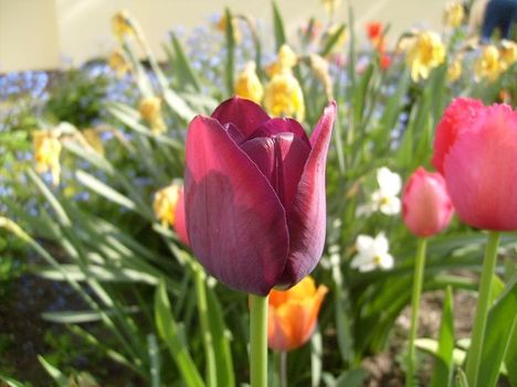 Tulipán ;  Tulipa single  early  Purpőle  Prince       39