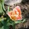 Tulipán ;  Tulpe   Crispa   27