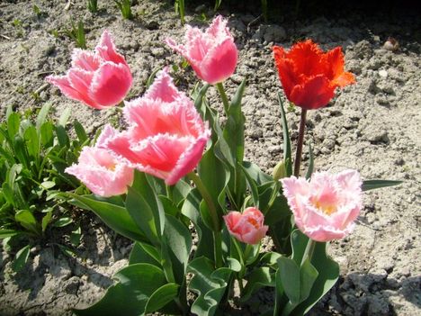 Tulipán ;  Tulpe  Crispa