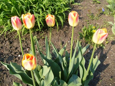Tulipán ;  Tulpen  Bicolor    26