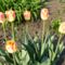 Tulipán ;  Tulpen  Bicolor    26