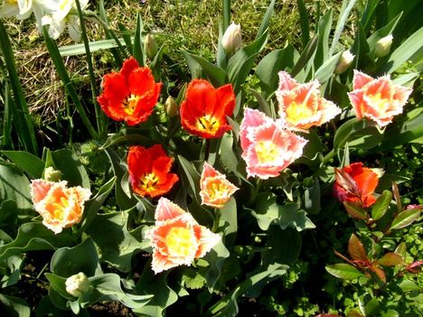 Tulipán ;  Tulpen  Crispa