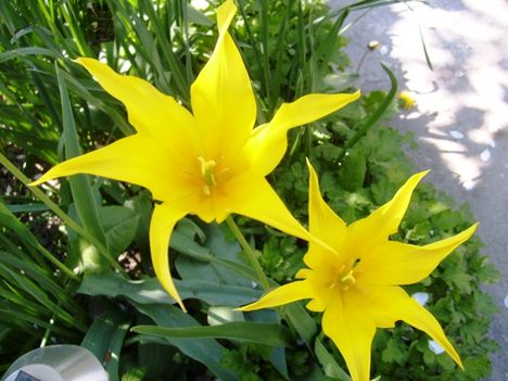 Tulipán ;  Tulpen  Lilienblütig  Lilyflowering   30