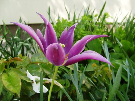Tulipán ,  Tulpen  Lilienblütig  Lilyflowering         7