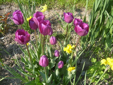 Tulipán ;  Tulpen  Triumph  Recreado      28