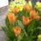 Tulipán  kertrészlet       7