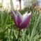 Tulipán , Tulipa  Triumph  Gavota         10