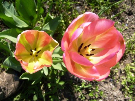 Tulipán ; Tulipa Groenland 45