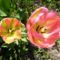 Tulipán ; Tulipa Groenland 45